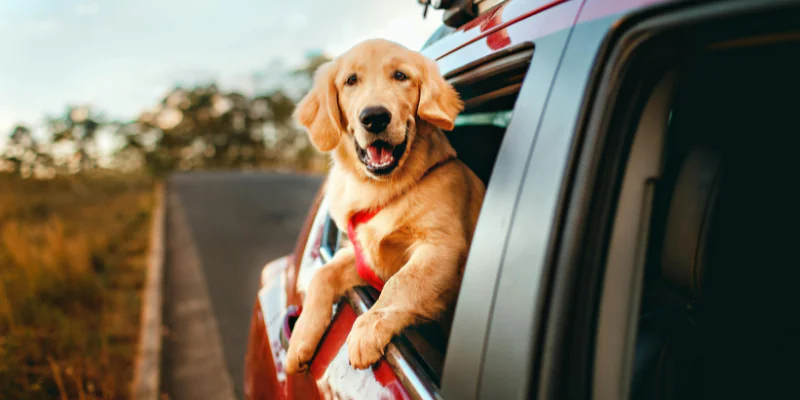 Cachorro no carro: veículos para viajar com pets grandes